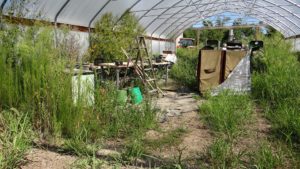 hoop-house-year-2-c-300x169.jpg