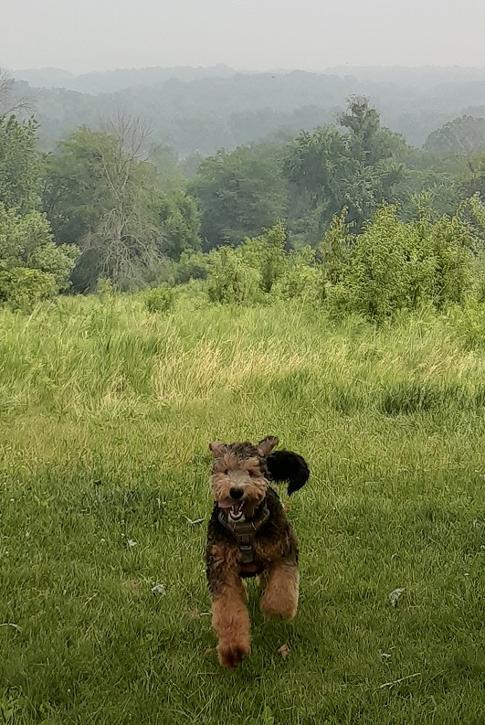 Chili Dog in the Fog