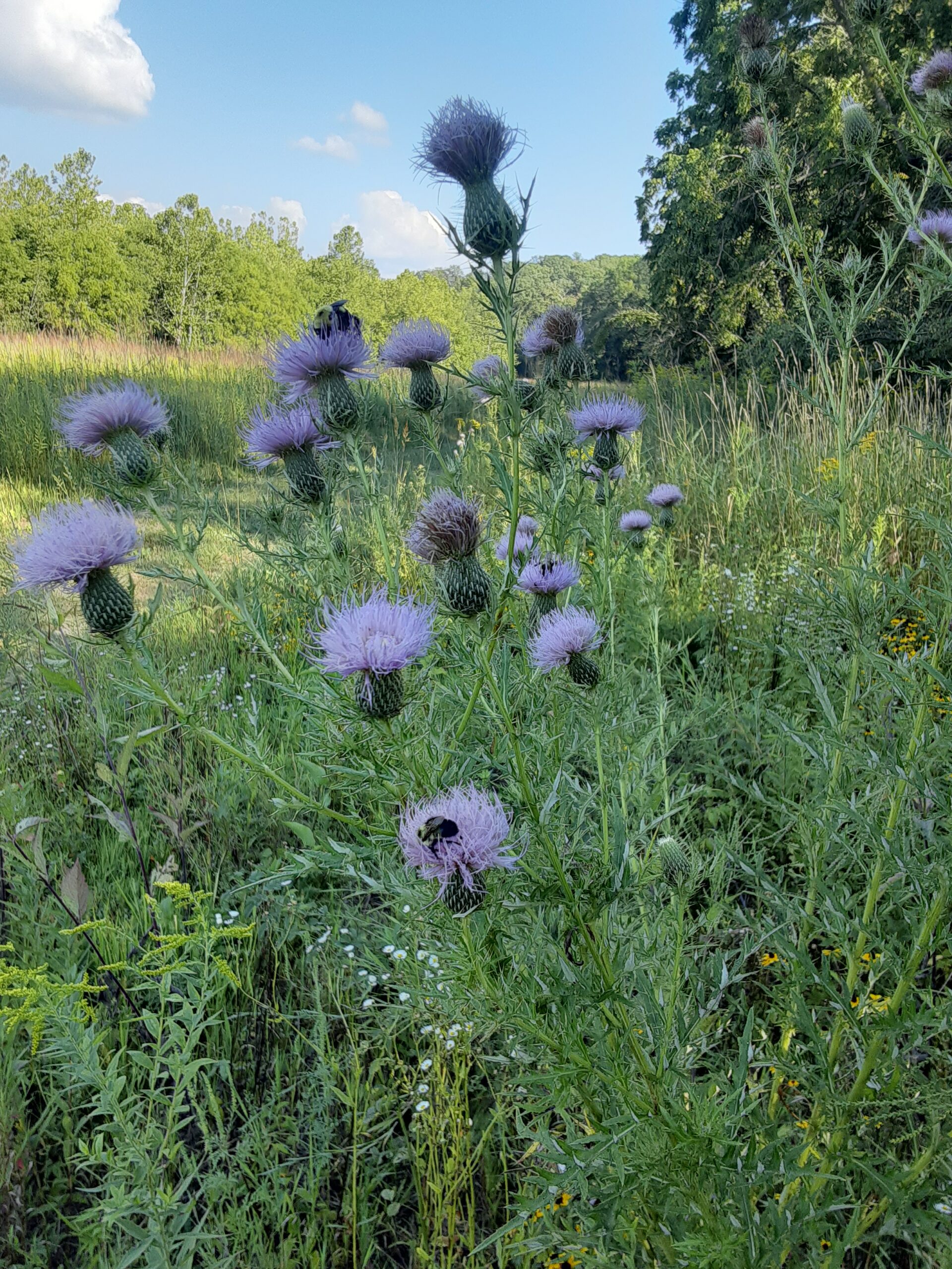 bees on thistle