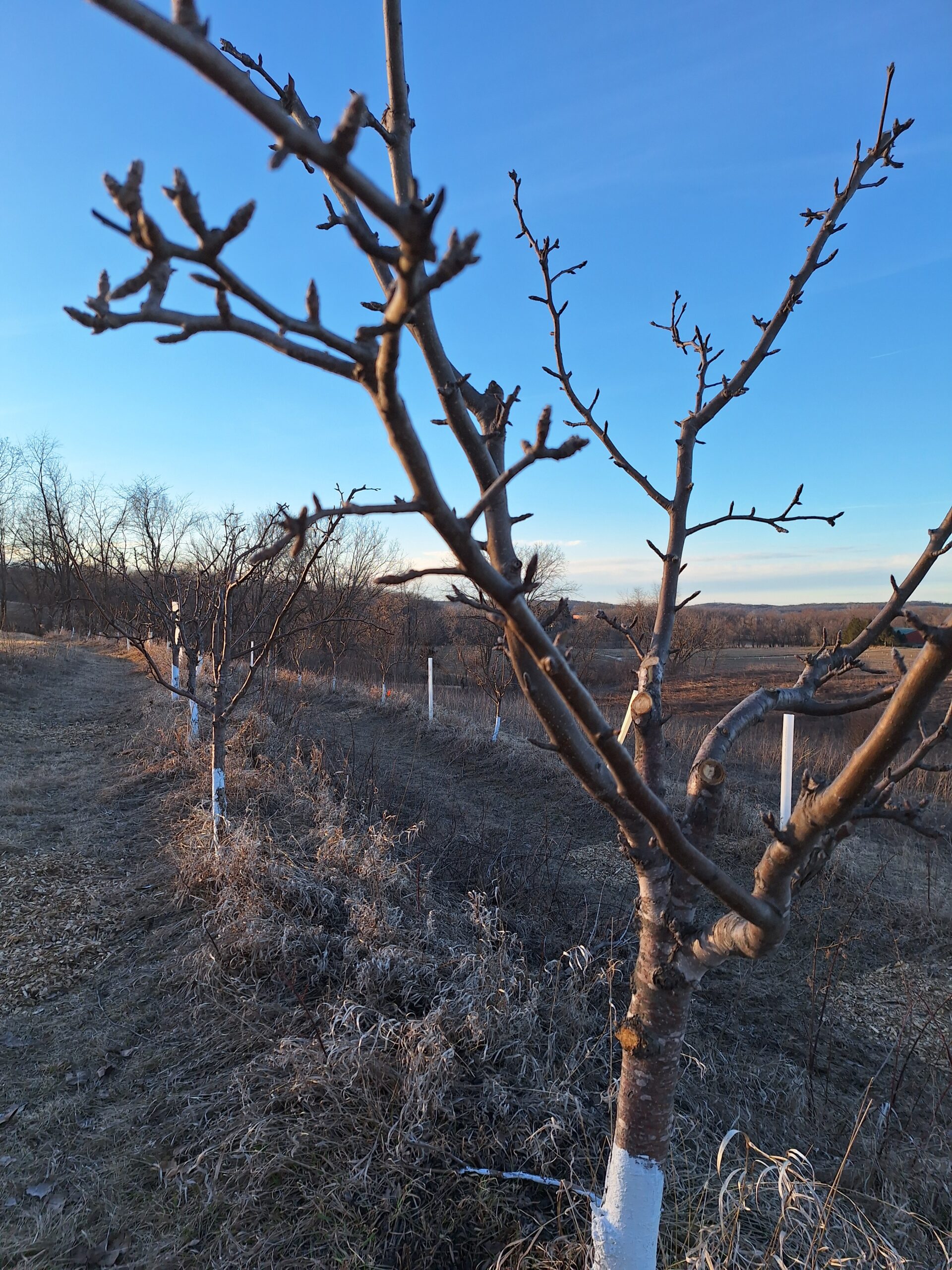 Pruning Season